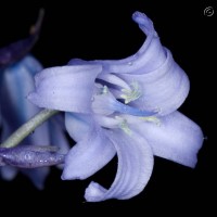 Spanish Bluebell